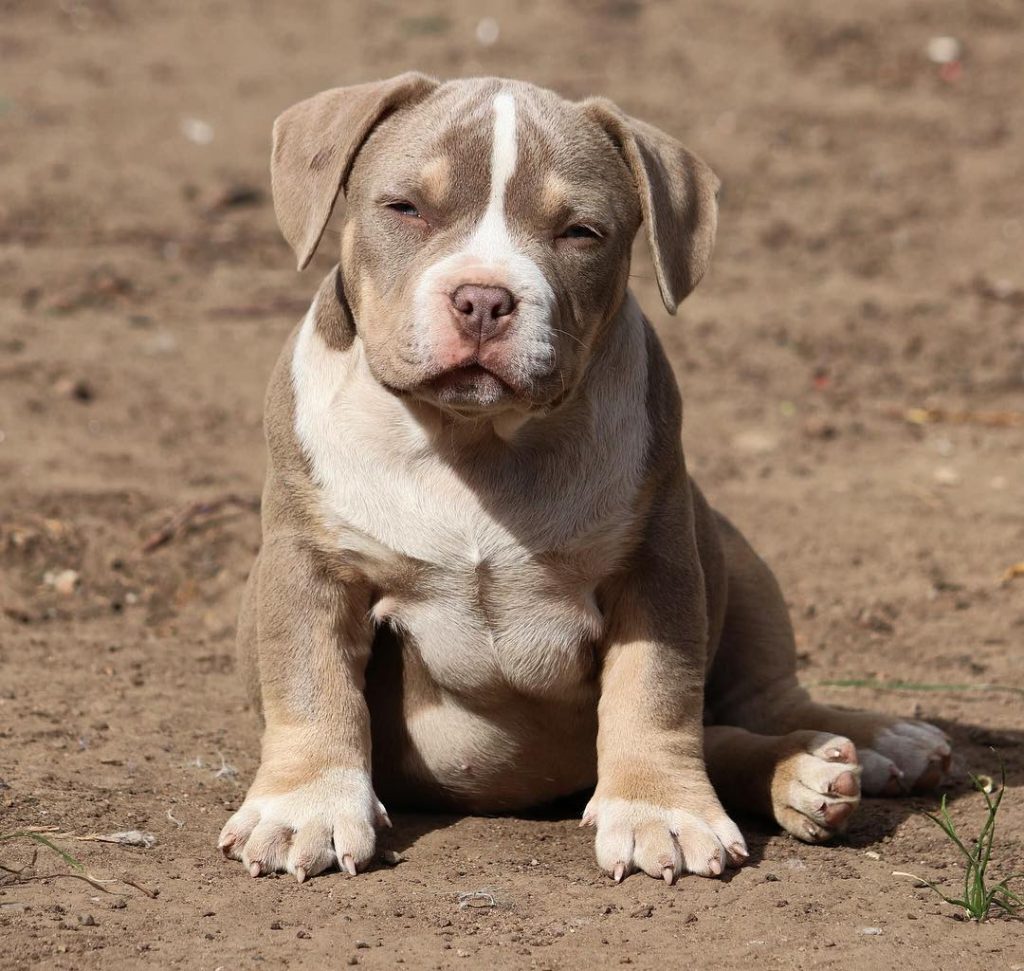  American Bully Todobully