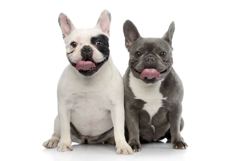 French-Bulldog-Colors-White-and-Gray