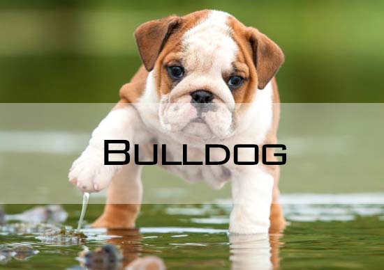 perro Bulldog