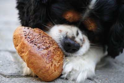 puede comer pan mi perro