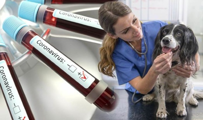 perros vacunados contra el coronavirus