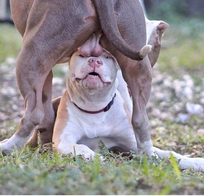 Clasificamos los mejores memes de American Bully y Pitbull Dog
