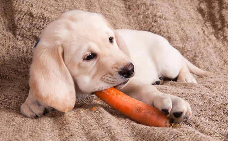 ¿Pueden los perros comer zanahorias?