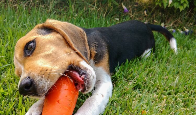 Perro comiendo zanahoria