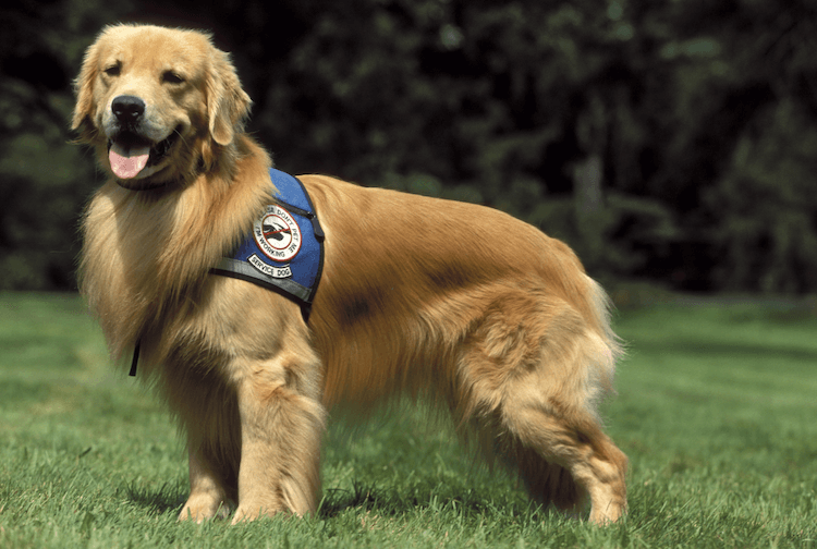 Golden Retriever service dog