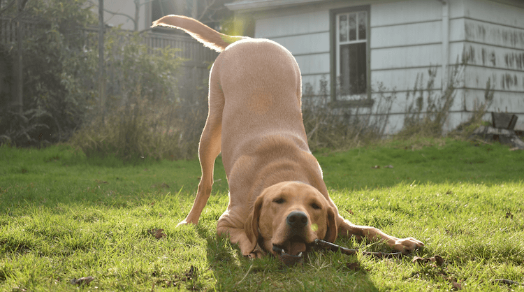 A happy Yellow Labrador laying on the ground