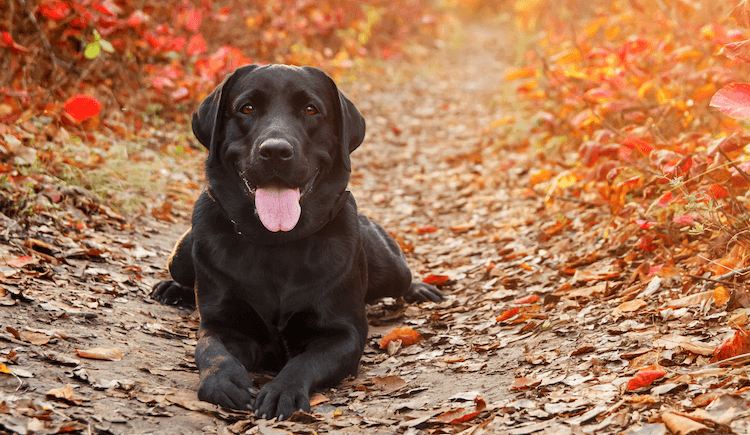 Black Labrador laying in the middle of a path