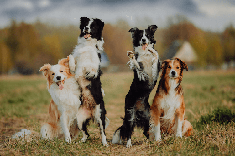 1000 Of The Most Popular Border Collie Names