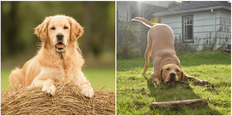 Golden Retriever vs. Labrador Retriever
