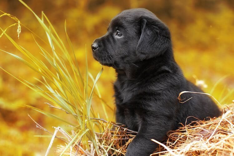 Más de 300 nombres populares de perros negros