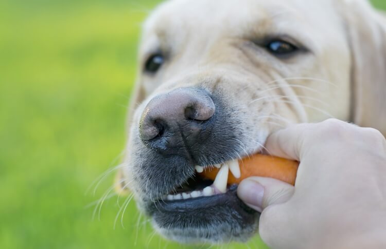 Labrador comiendo una zanahoria