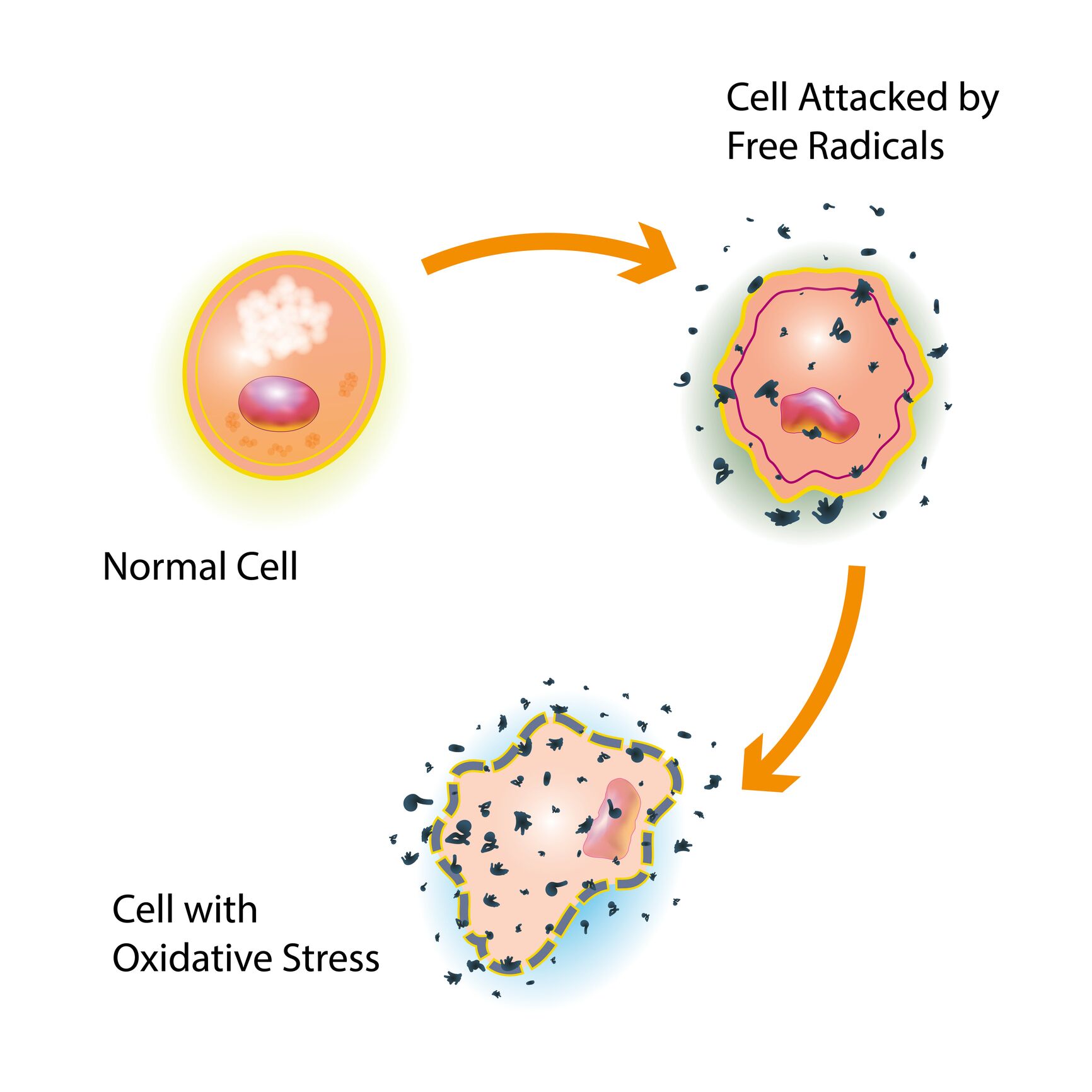Graphic on how a normal cell gets attacked by free radicals, producing a cell with oxidative stress