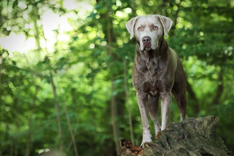 Silver Labrador Retriever: Facts, Color Controversy, Origin & Differences