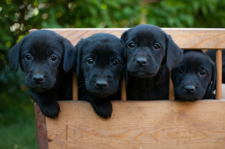 Las 15 mejores razas de perros negros: Lista AZ de