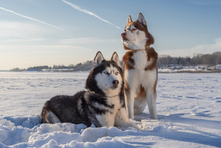 Dos perros husky macho