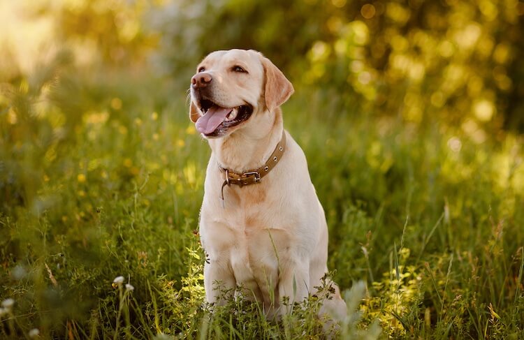 Top 20 Smartest Dog Breeds Ranked By Intelligence