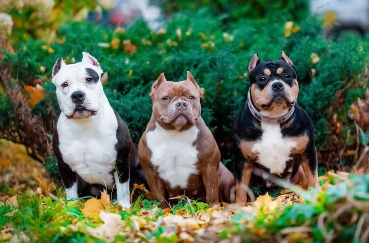 Bully dogs