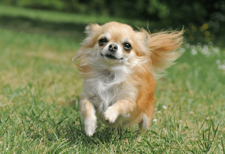 Chihuahua de pelo largo Correr
