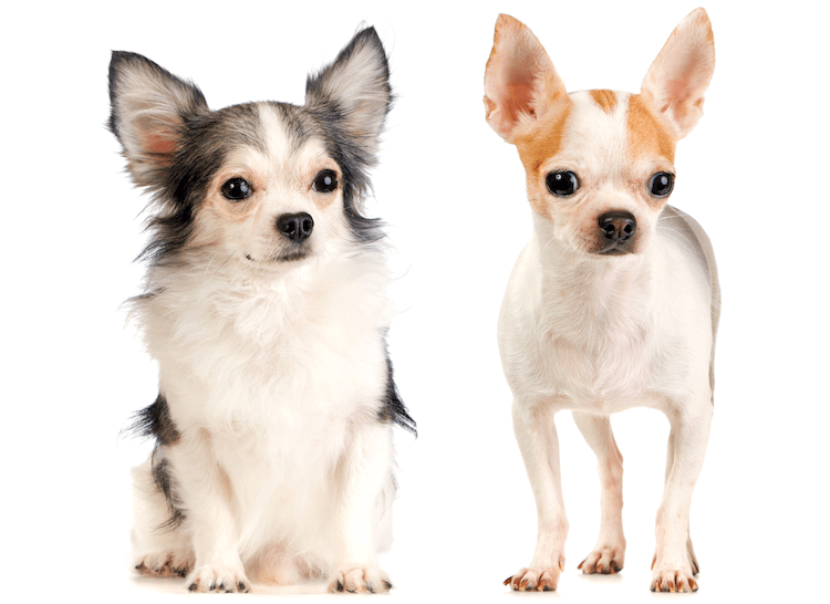 Chihuahua de pelo largo y corto