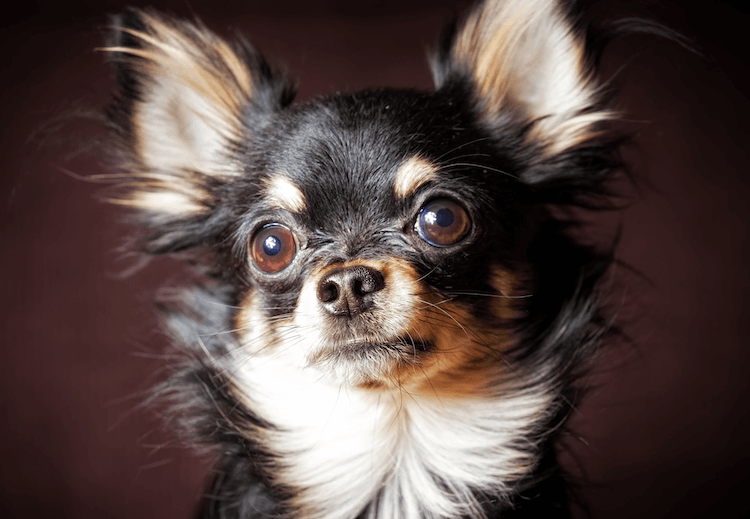 Chihuahua de pelo largo negro y fuego Cara