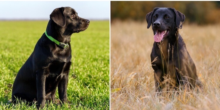 Labrador inglés negro vs. Labrador americano