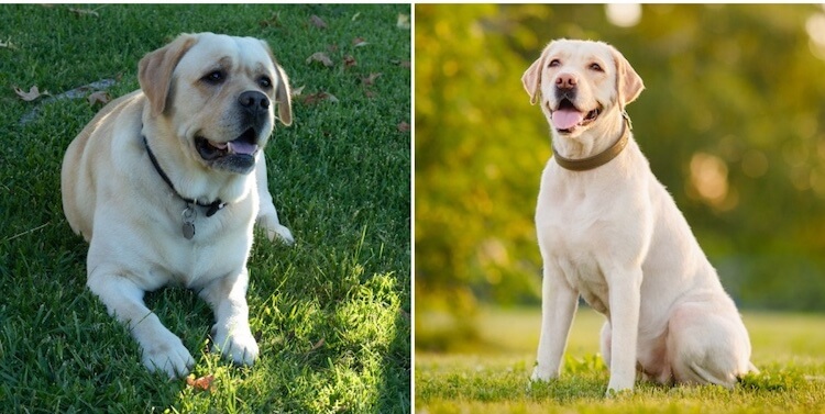 Labrador inglés amarillo vs. Labrador americano