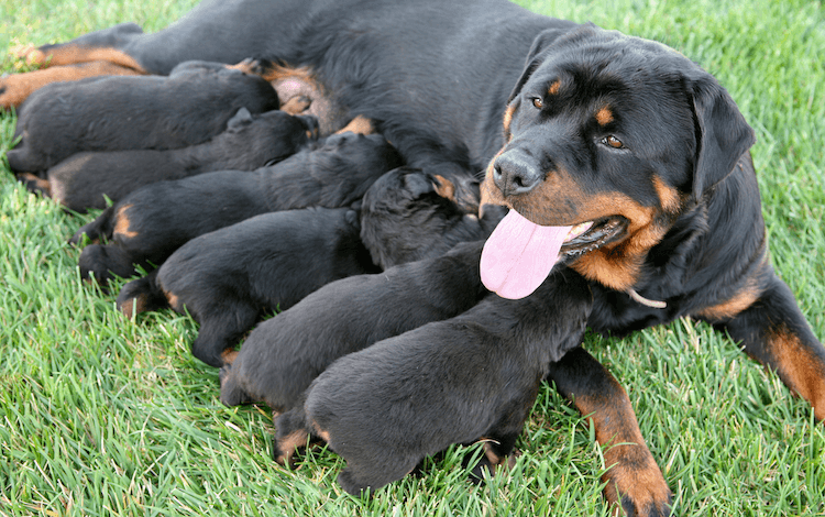Mamá & Cachorros de Rottweiler