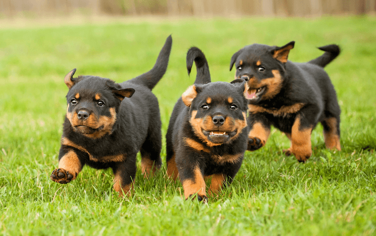 Tres cachorros de rottweiler