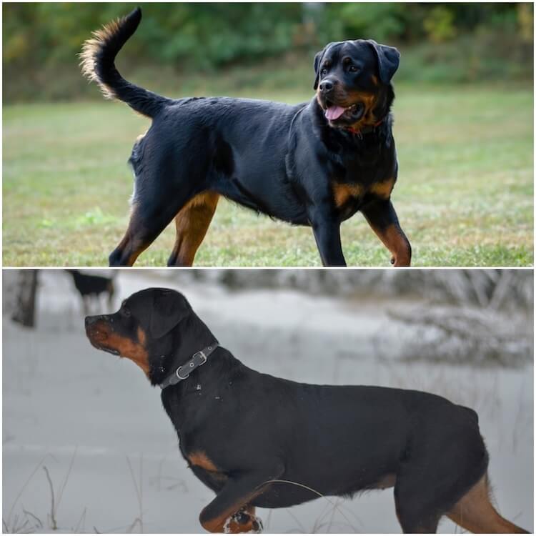 Rottweiler alemán vs. Rottweiler americano