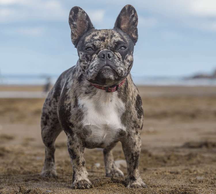 Merle Bulldog Francés
