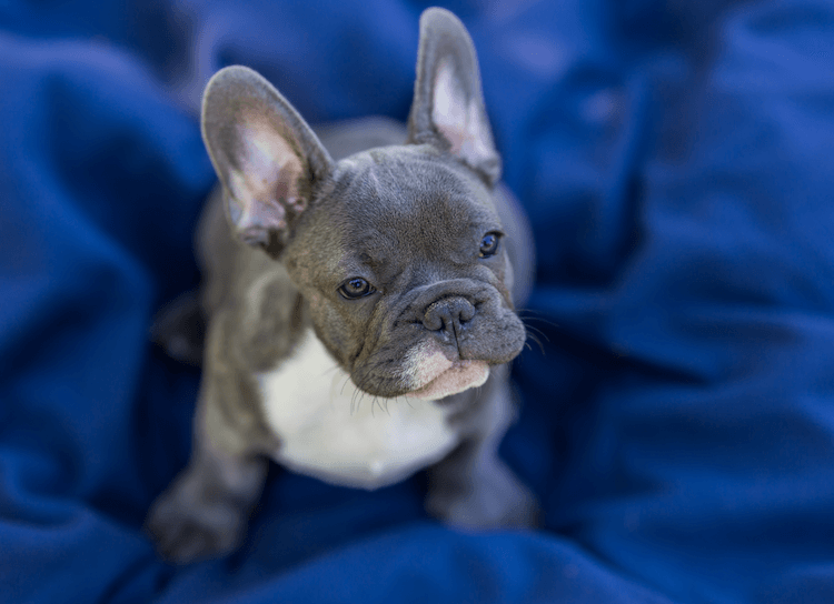 Frenchie Azul Joven