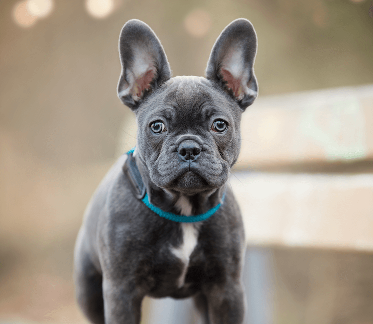 Cara del Bulldog Francés Azul