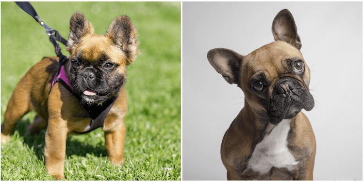 Fluffy Frenchie vs Bulldog Francés