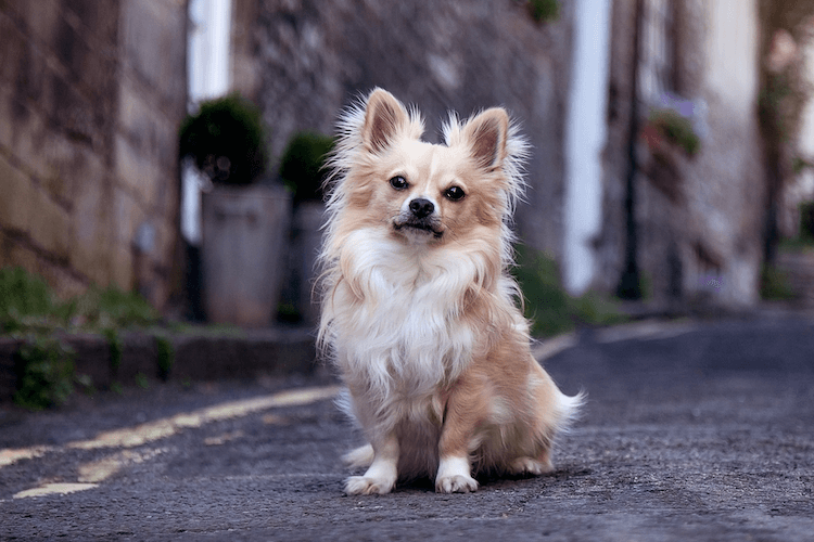 Chihuahua de pelo largo