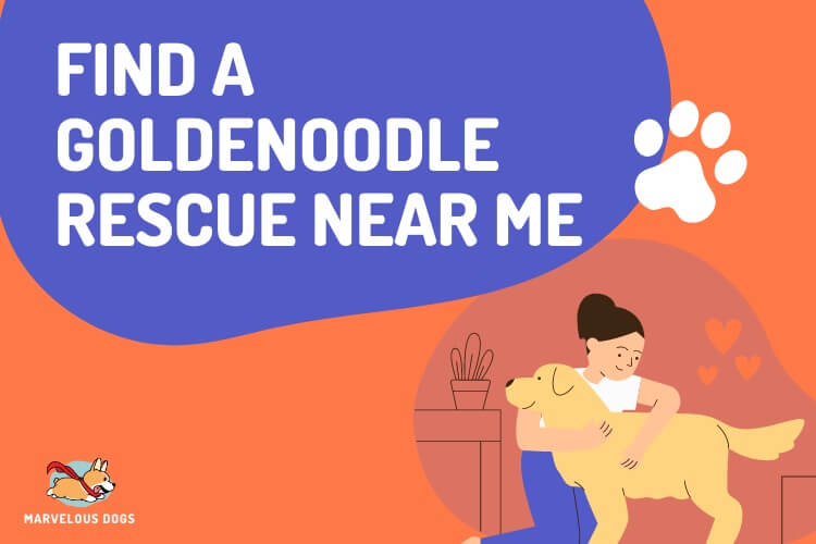 Rescate Goldendoodle